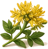 RHODIOLA